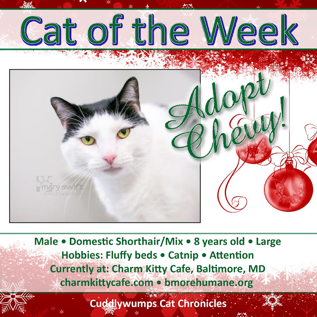 Cat of the Week: Chevy at Charm Kitty Cafe, Baltimore