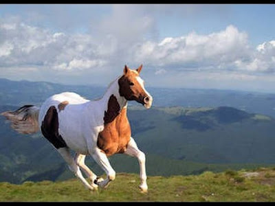 Best Horse HD Free Photos Download.19