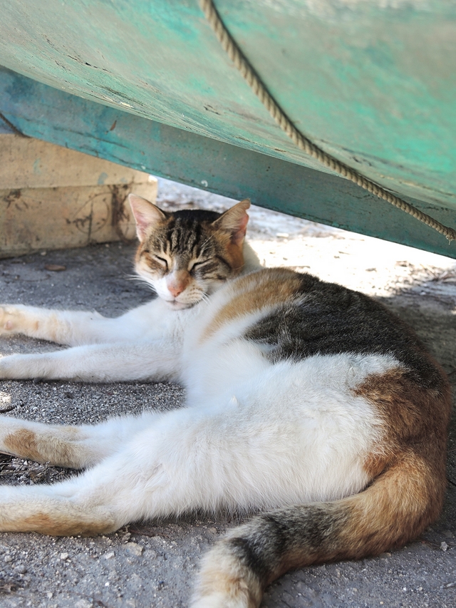 Malta: een vissersdorpje vol met katten