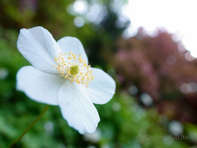 Anemone flaccida