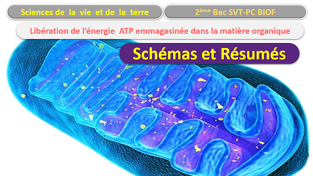 Bilan 2 bac svt biof