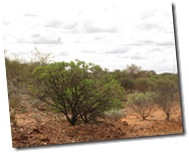 IMG_1417 Mt Magnet