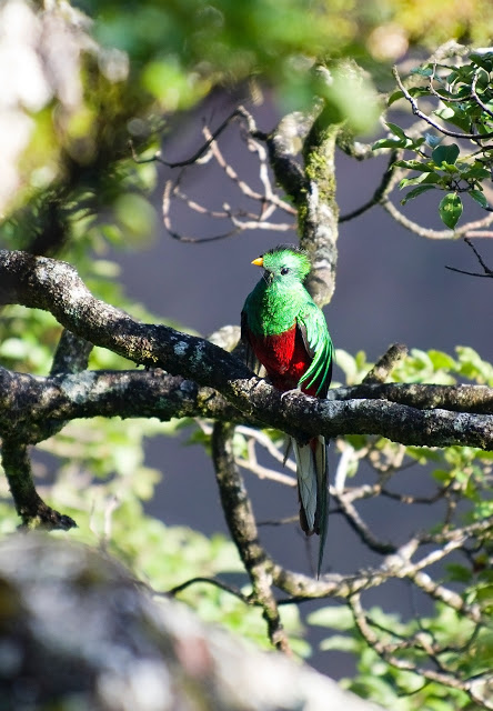 Quetzal Facts and Information - ListAnimals