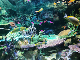 Aquarium de Sunshine City à Tokyo