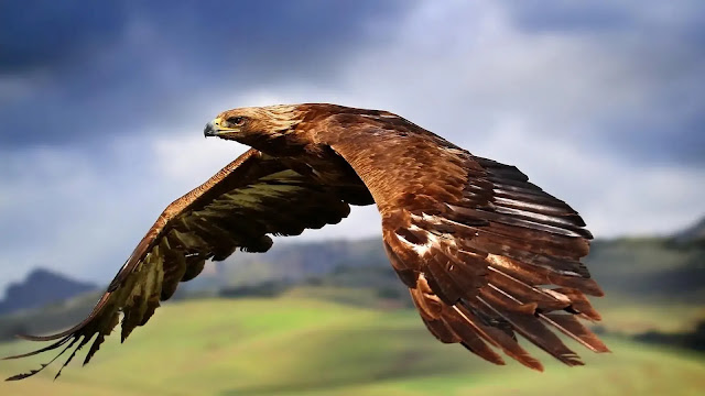 Golden Eagle