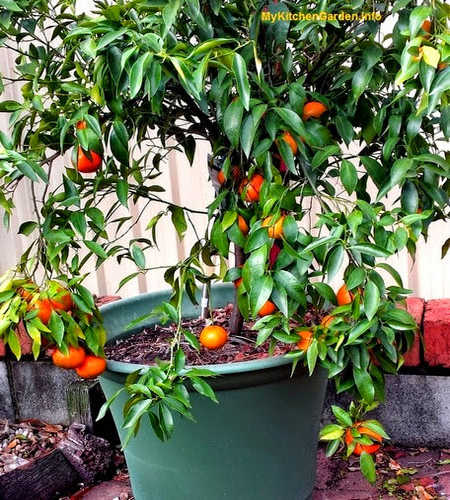 Orange Tree Growing in a Container