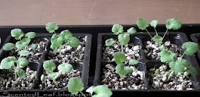  pelargonium seedlings  14 days after planting them
