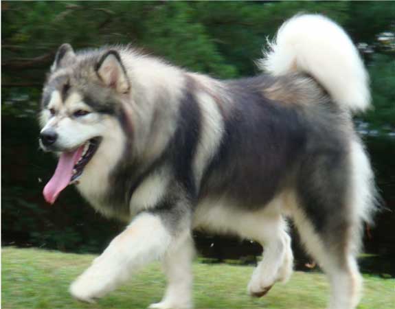 Tudo sobre a raça Malamute do Alasca Tudo Sobre Cachorros