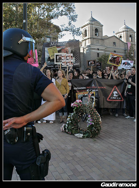 Zaragoza Antitaurina - Anti bullfighting Fiestas del pilar Remember - Contra el toro de la Vega en Tordesillas - 