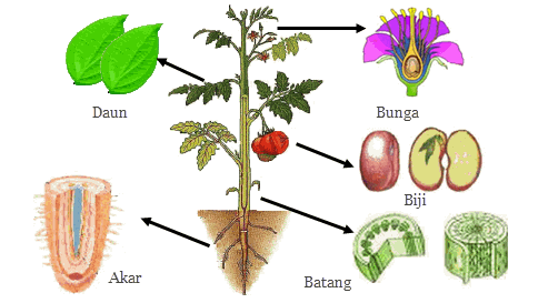 Fungsi Organ Tumbuhan Mikirbae