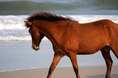 wild horses of assateague, wild horses of chincoteague, assateague island national seashore, assateague horse auction