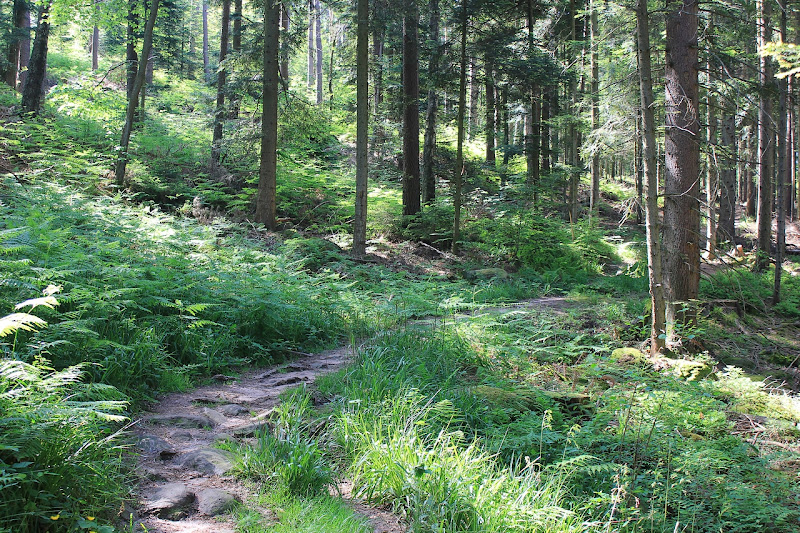 la forêt