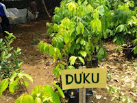 PANDUAN BUDIDAYA TANAMAN BUAH DUKU YANG BENAR