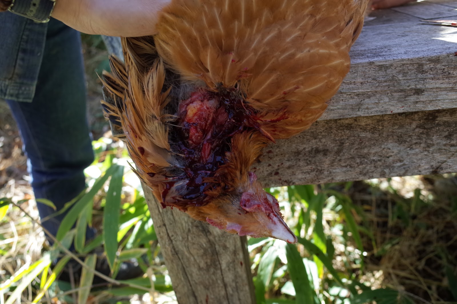 生き物が食べ物に変わる瞬間 鶏の屠殺体験 ２ 迷える30代のbochibochiな日々