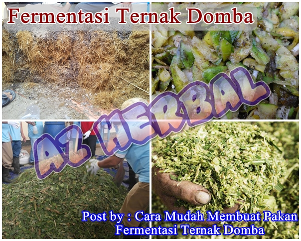 Cara Mudah Membuat Pakan Fermentasi Ternak Domba