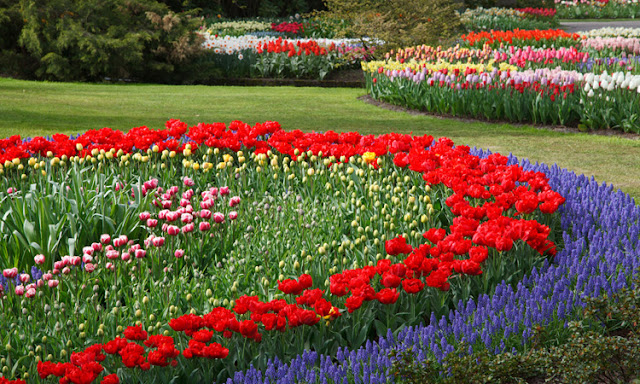 Colourful Summer Garden Flowers