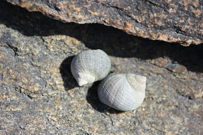 periwinkles