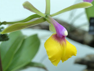 Epicattleya Rene Marques - Epidendrum x Cattleya - Epidendrum pseudepidendrum x Cattleya Claesiana