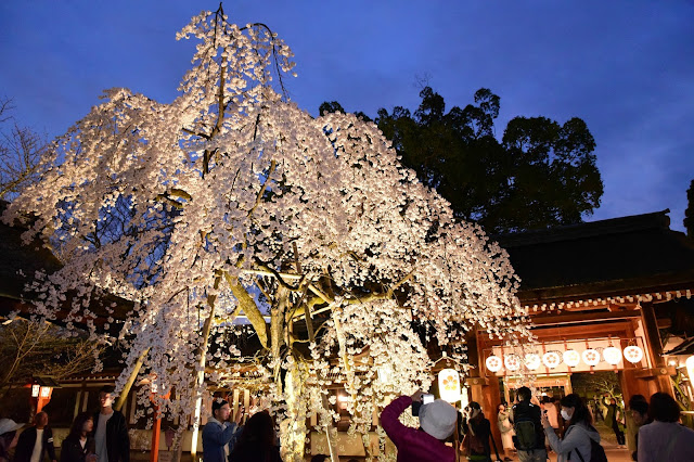 日本京都平野神社櫻花 枝垂櫻