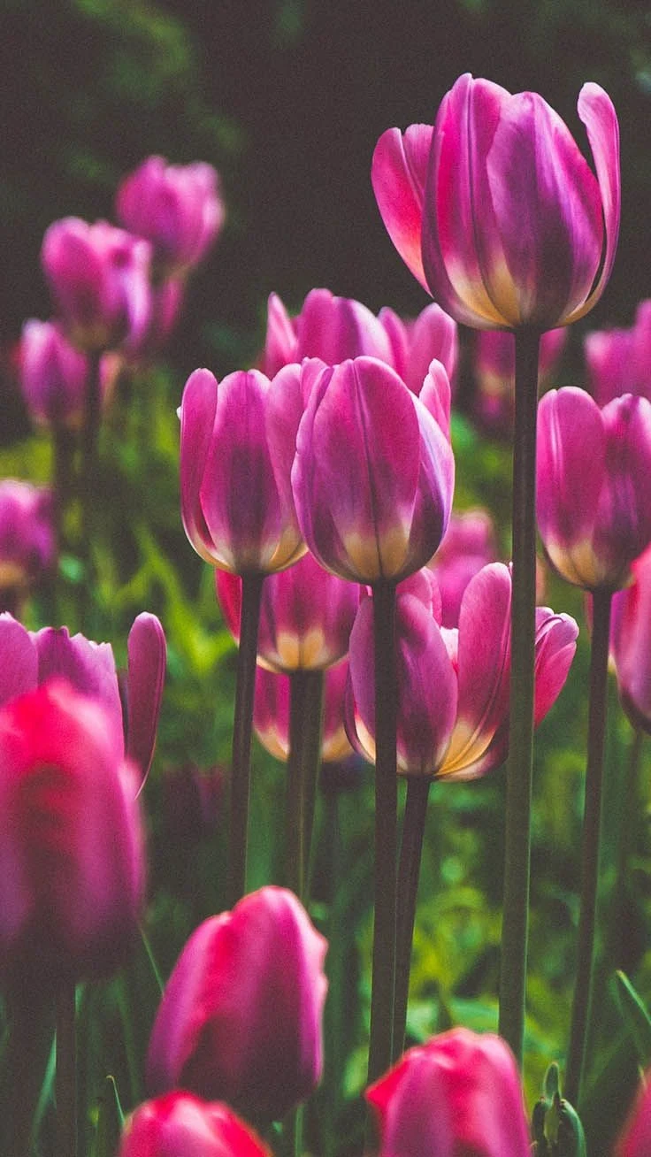 Tulip HD Wallpaper for PC