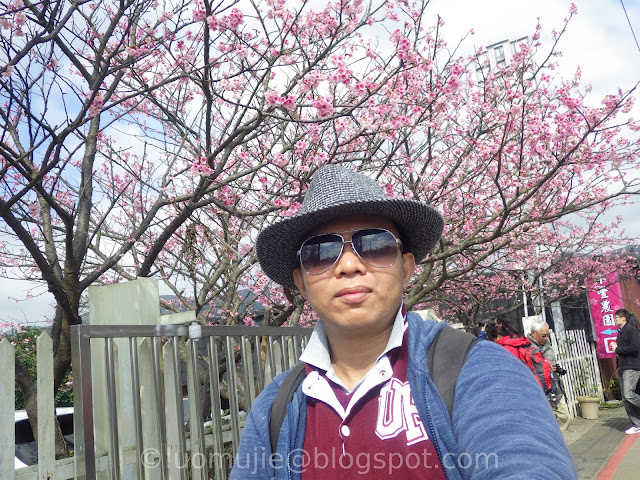 Pingjing St. Lane 42 cherry blossoms