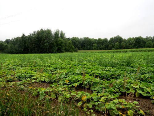 butternut squash field