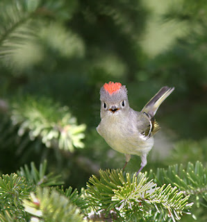 Ruby-crowned Kinglet showing ruby crown