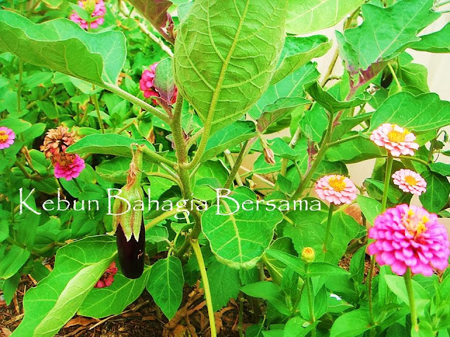 Kebun Bahagia Bersama Zinnia Lilliput Mix 