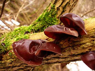 Uszak bzowy Auricularia auricula-judae