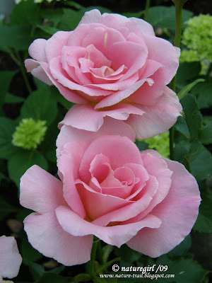 A pair of roses.. hybrid tea