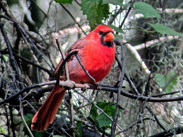 cardinal wallpaper,cardinal images,cardinal photo,cardinal picture,cardinals,cardinal bird,flying cardinal,sweet cardinals,red cardinal,