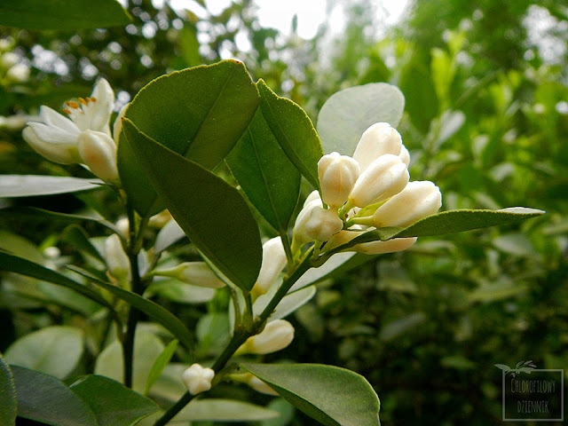 Kumkwat (Citrus japonica/Fortunella japonica) - opis i uprawa kumkwata. Skąd pochodzi, nazewnictwo, historia, odkrycie, uprawa, opis, hodowla w domu, jak wysiać i dbać o kumkwata. Rozmnażanie, podlewanie, jaka ziemia.