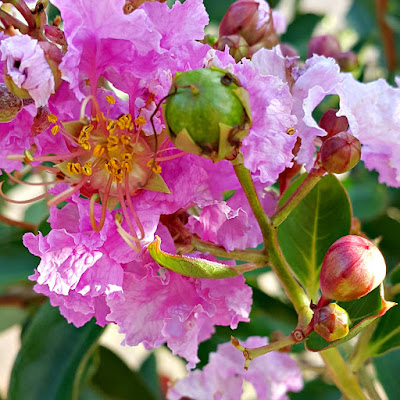 Nome Científico: Lagerstroemia indica Nomes Populares: Resedá, Árvore-de-júpiter, Extremosa, Flor-de-merenda, Suspiros, Resedá, Estremosa, Escumilha, Julieta, Flor-de-merenda-vermelha, Mumiquilho, crape myrtle, crepe myrtle, saru suberi, Saona, Sawani, Farash, Jarol, Dhayti, Asare, Siddhesvara, Pavalakkurinji, Chinagoranta Família: Lythraceae