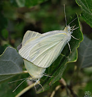 mariposa de la col o blanca de la col (Pieris brassicae)