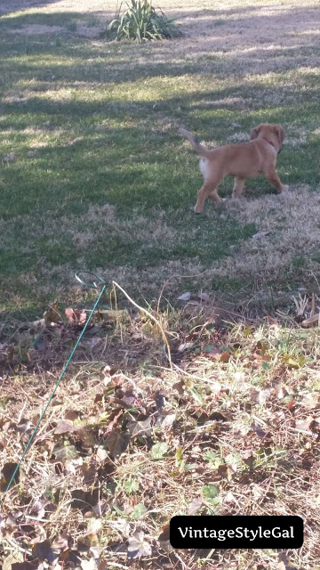 Beagle German Shepherd playing outside