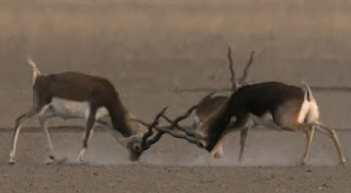 two male antelope fighting in velavdar HD Image - Black buck fighting Hd free wallpaper download for mobile pc mac
