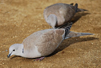 Tórtola turca (Streptopelia decaocto)​