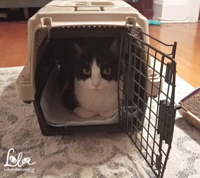 Cat Friendly Home black and white cat relaxing in a carrier