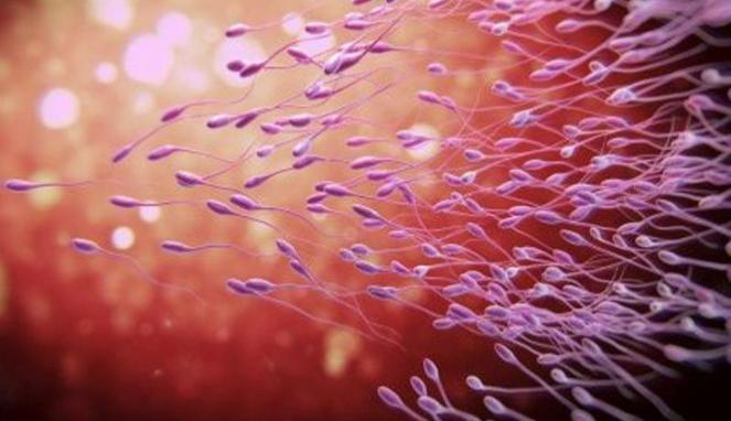 Fakta-Fakta Menarik dan Unik Tentang Sperma Pria 