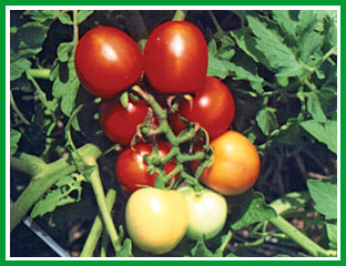INTISARITANI Penyakit Penting Pada Tanaman Tomat