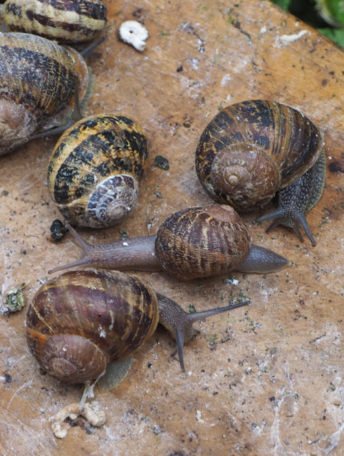 Petits-gris de namur, aoc samber en maas wijnen, vins aoc sambre et meuse, escargots de namur, naamse traagheid, saffraan, saffraan uit namen, chateau de bioul, philippe grafé, domaine de chenoy, waalse wijnen, gastronomie namen, gastroomie wallonië, 