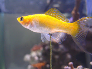 yellow goldfish poop