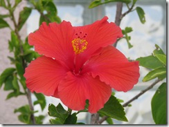 5248 Hibiscus at Ramada Inn South Padre Island Texas