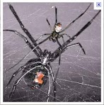 How Do Cellar Spiders Kill Black Widows : Black widow more poisonous than rattlesnakes found in UK ... / Black widow spiders are not usually deadly, especially to adults, because.