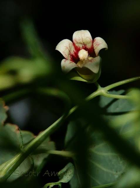 Campanumoea javanica