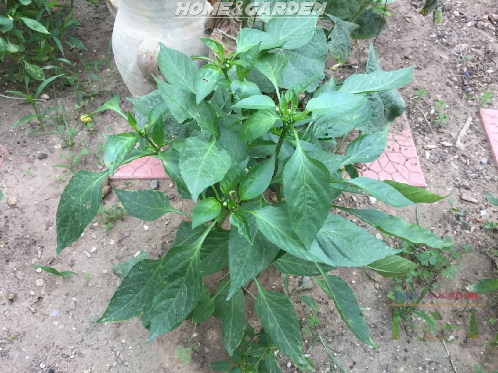 Pinch off all early blossoms that appear on your pepper plants. Don't worry, this won’t harm the plants. In fact, it helps them direct their energy into growing, and you will get lots of large fruits later in the season.