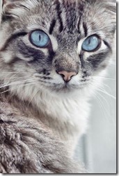 Fotos de gato buscoimagenes (39)