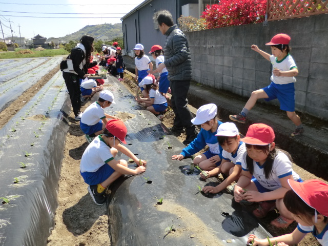 紀の川市立名手小学校 とうもろこしの苗を植えました