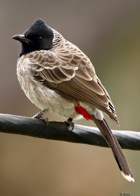 Red-vented Bulbul 