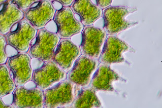 Green and purple phytoplankton under a microscope.